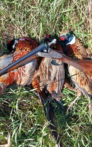 [Linked Image from i.postimg.cc]