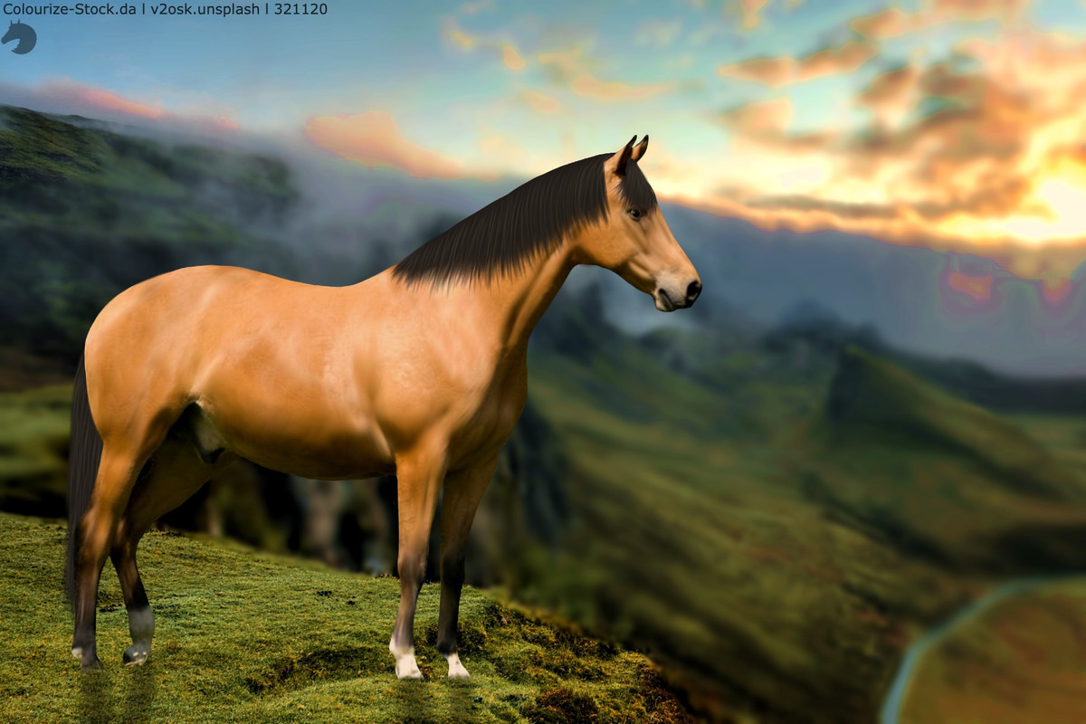 Cliffside-Buckskin-Full.jpg