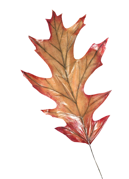 143790074_LMB_Fall_Bounty_Element_57