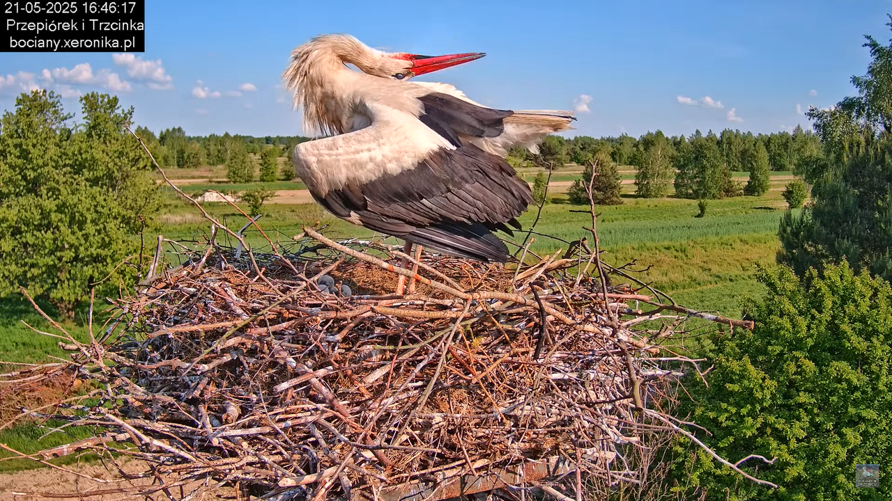 21052025bociany23