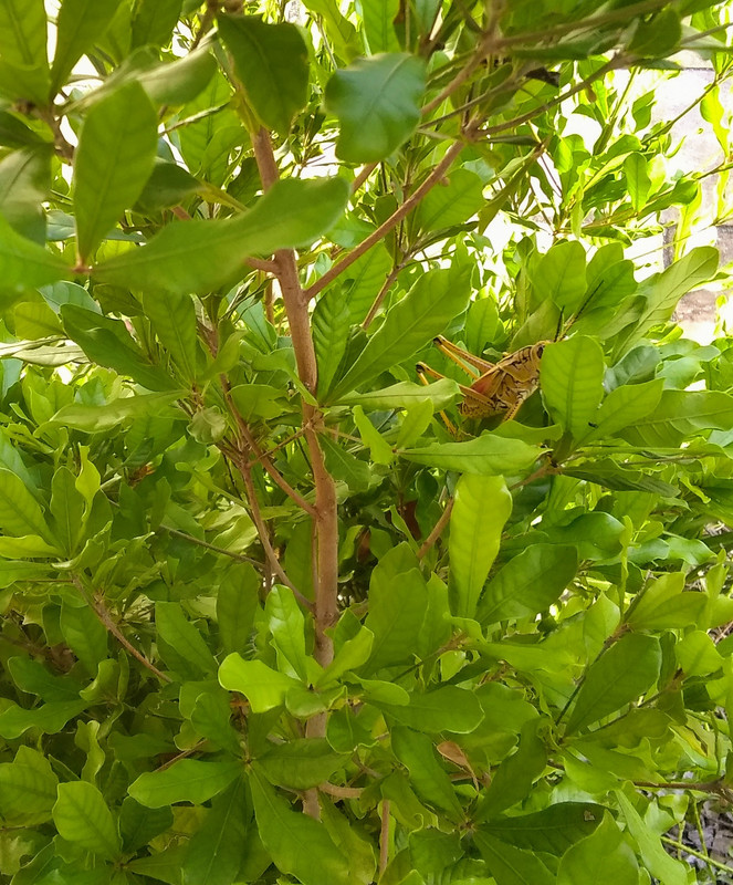 Miracle fruit June 2022