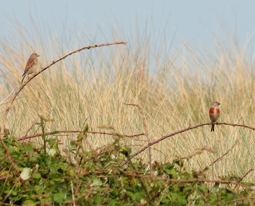 IMG 7262 1 1 1 — Postimages