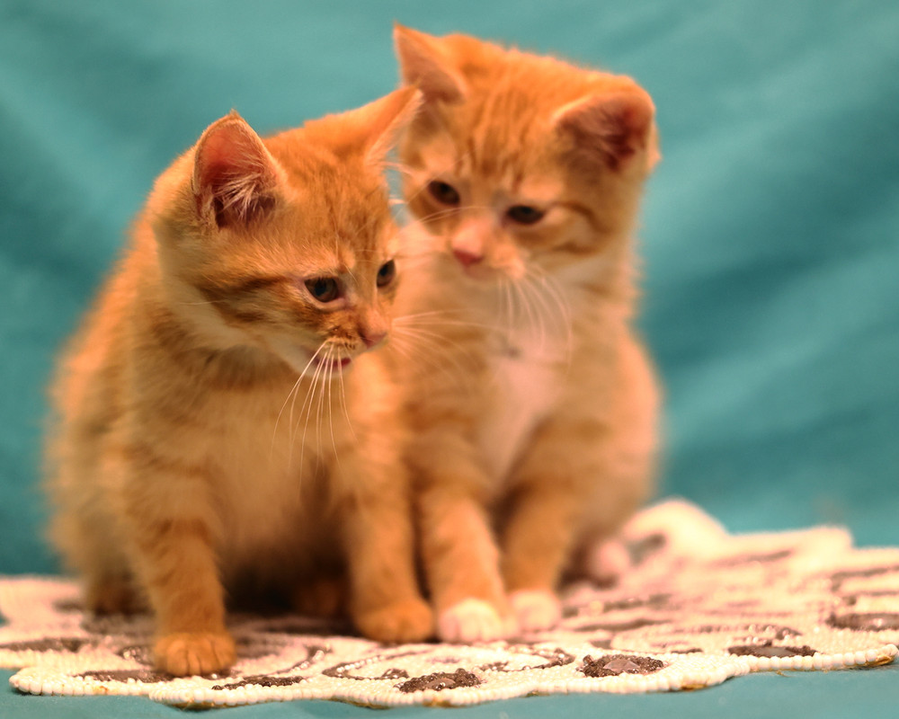 18426C24-98DD-496F-847F-1A295281C00F