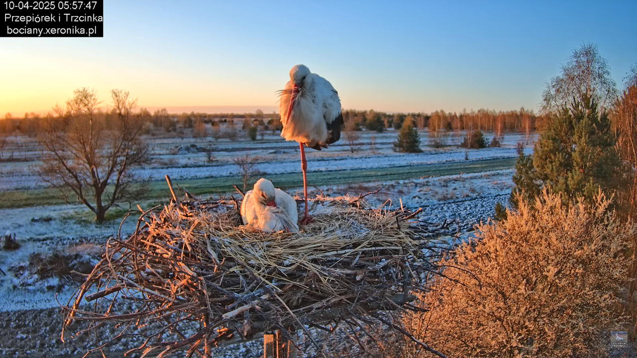 10042025bociany (2)