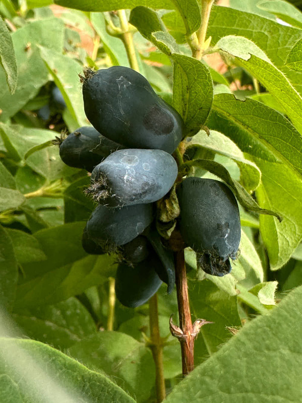 figs-9.jpg