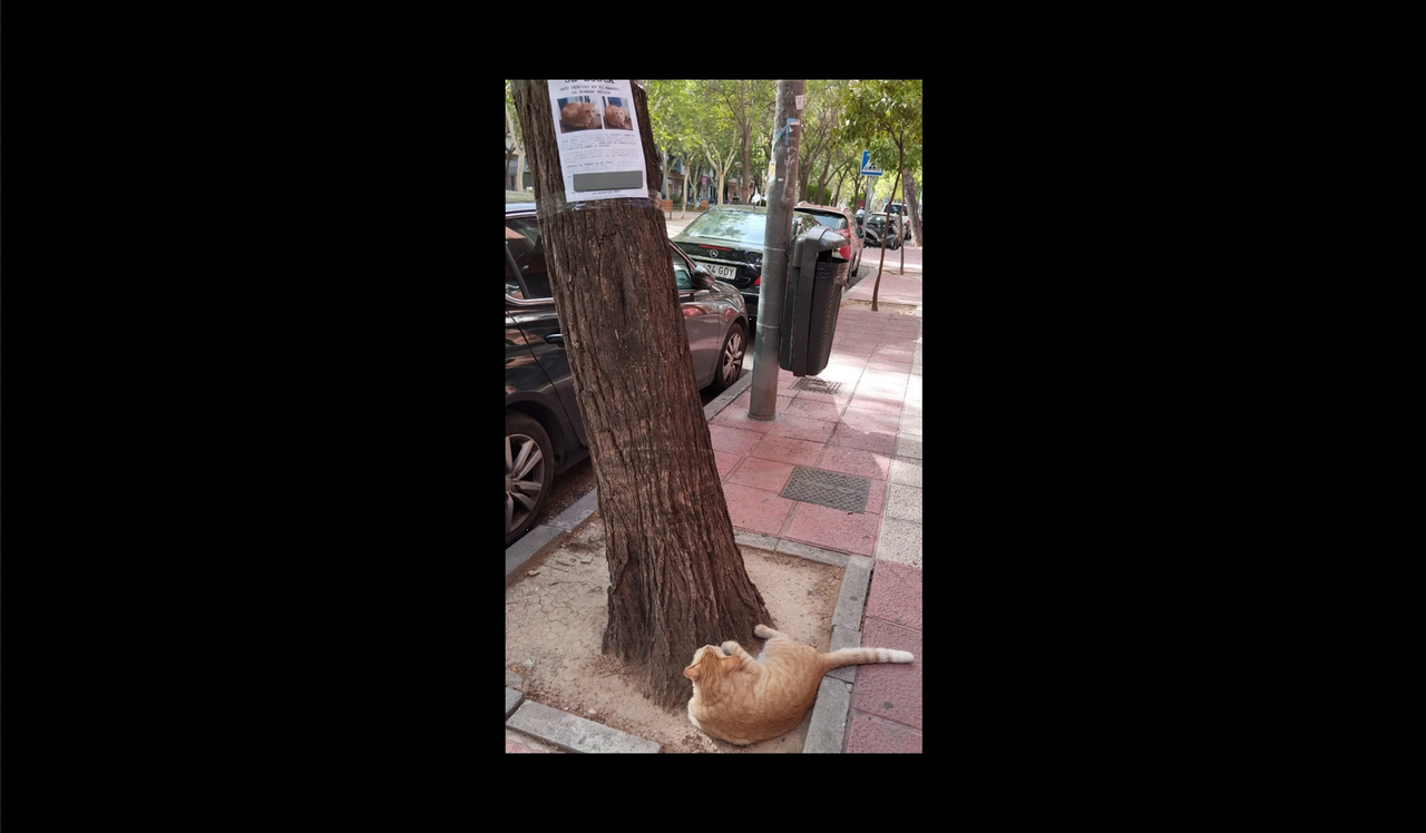 Encuentran a 'michi' perdido mientras veía su propio cartel de 