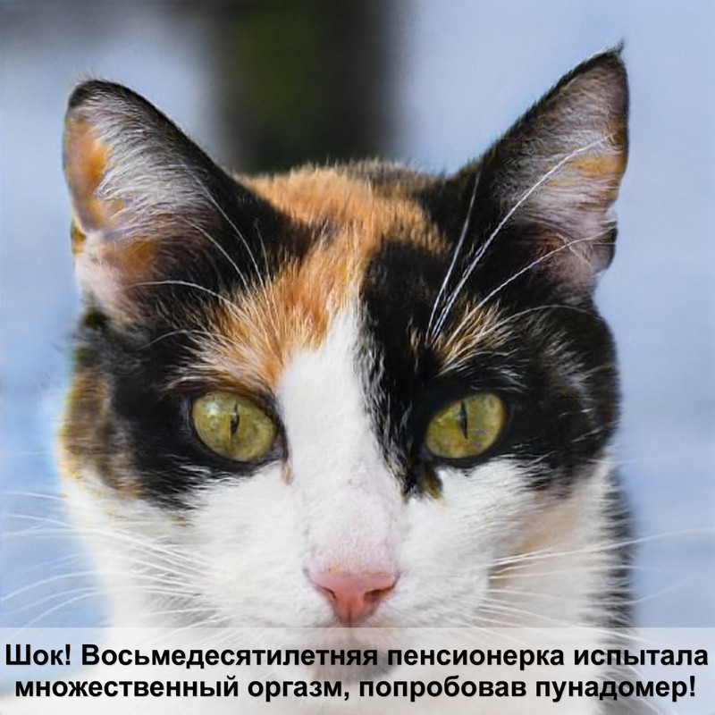 сфинкс кошка с шерстью