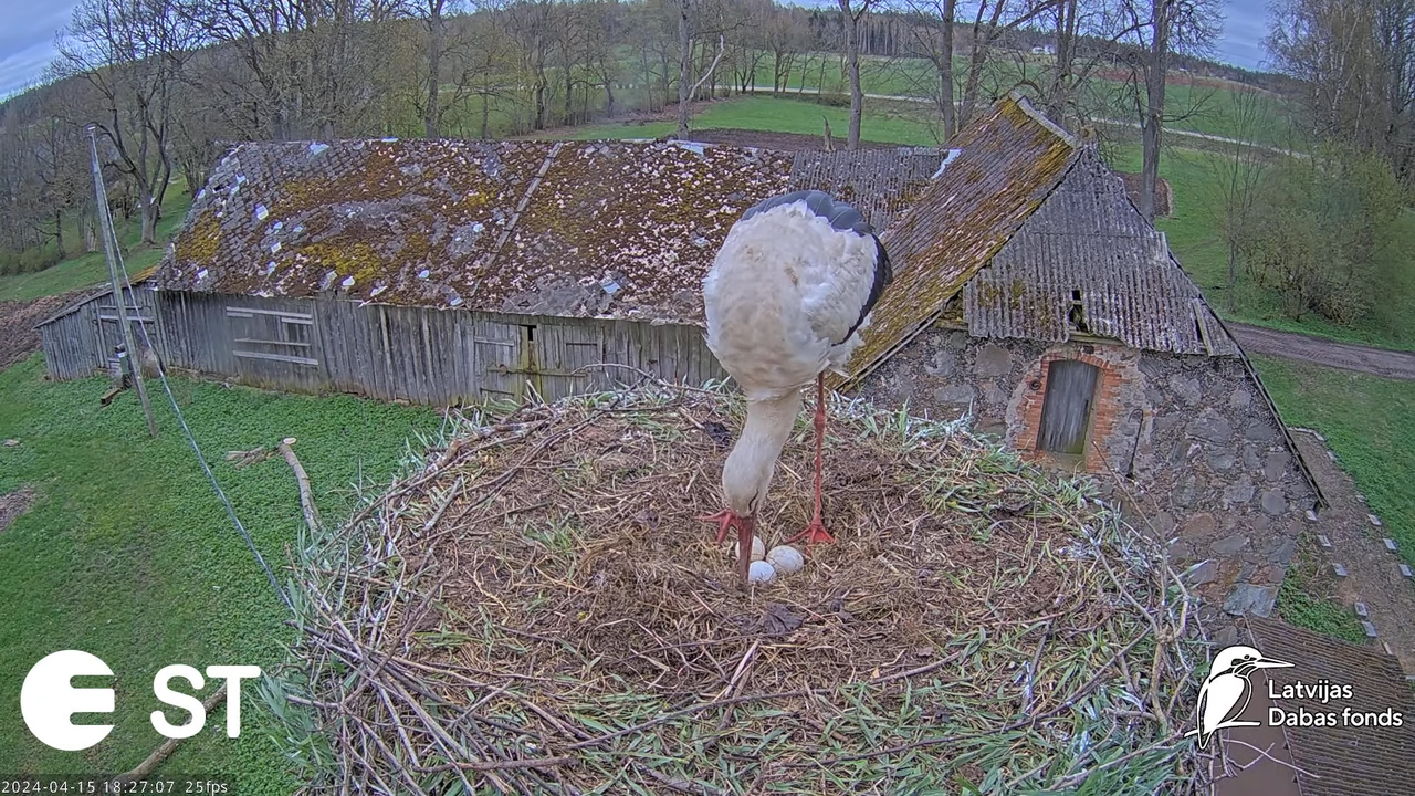 Baltie stārķi (Ciconia ciconia) Tukuma novadā - LDF tiešraide __ White storks in Tukums, Latvia 15-0