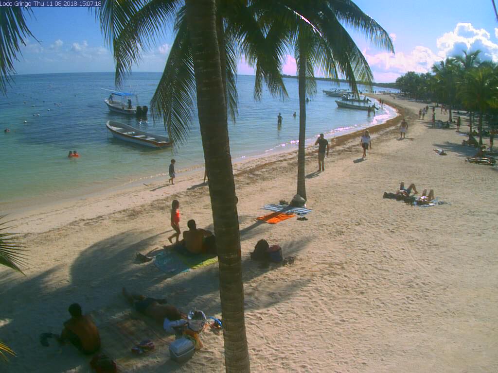 Algas en las playas de Riviera Maya (Sargazo) - Foro Riviera Maya y Caribe Mexicano