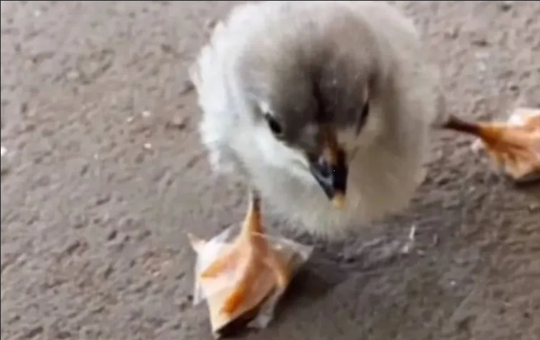 Pollito con zapatillas ortopédicas se hace la nueva tendencia en TikTok