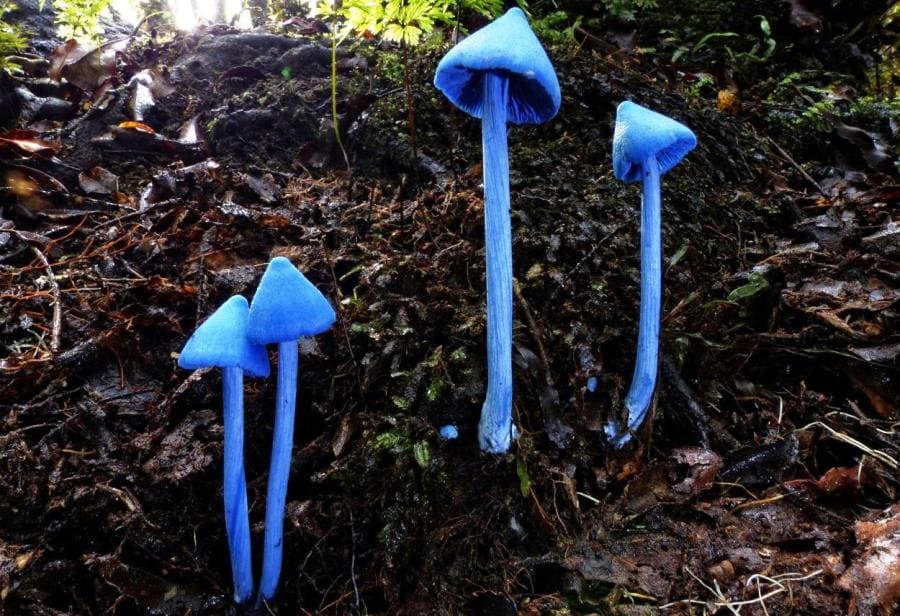 Интересные факты про Entoloma hochstetteri - синий гриб-призрак Новой Зеландии Интересные факты про Entoloma hochstetteri - синий гриб-призрак Новой Зеландии