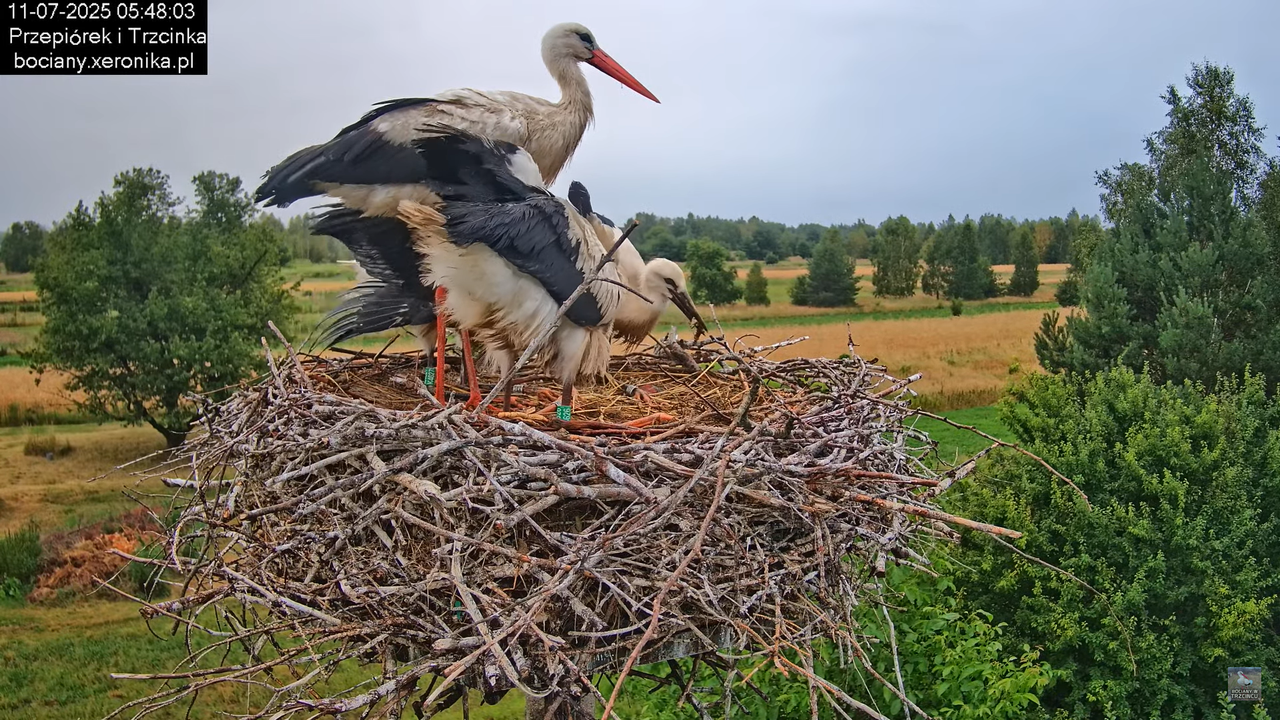 11072025bociany8