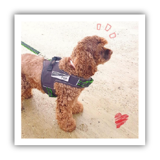 Site-Web-vignette-Instagram-01