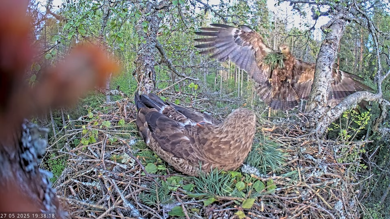 Väike-konnakotkas __ Clanga pomarina __ Lesser Spotted Eagle 15-11-33 screenshot