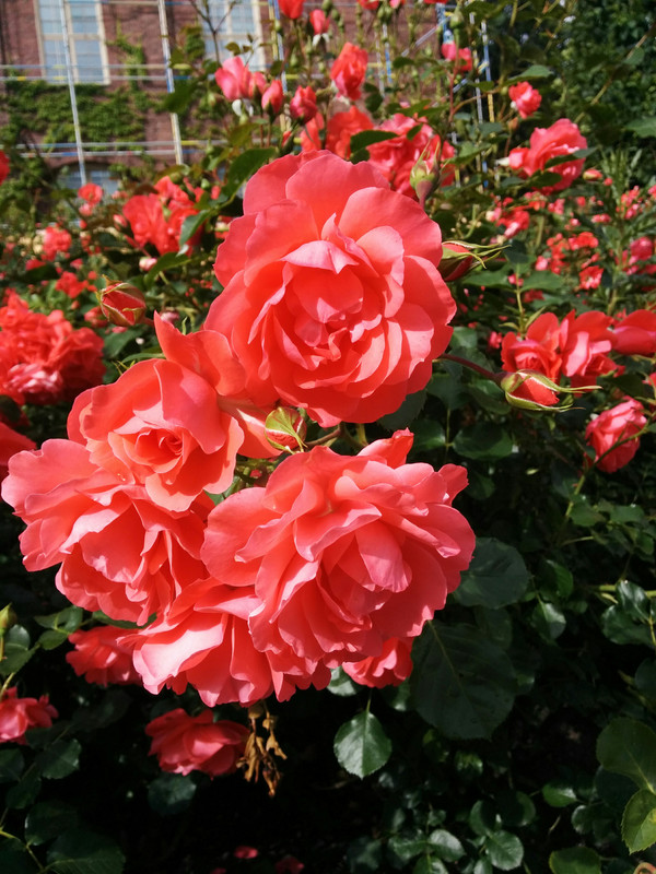 IMG_20190702_163955
