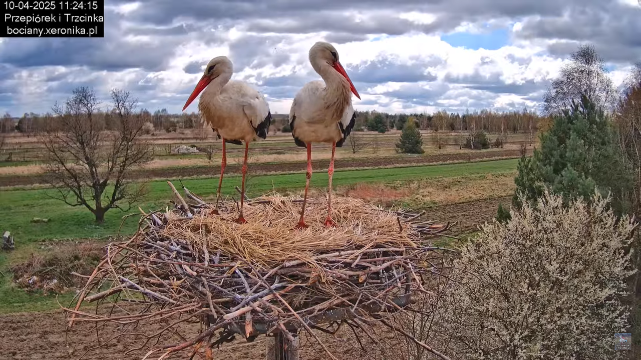 10042025bociany (36)