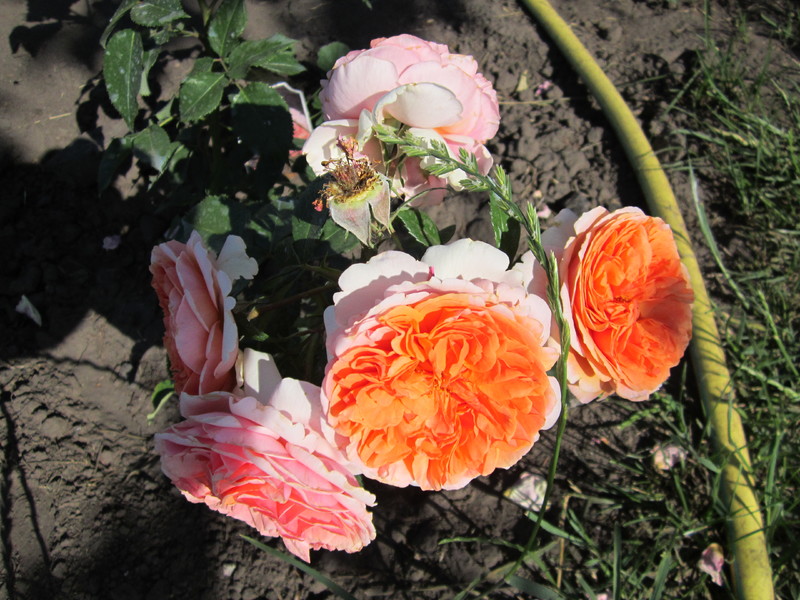IMG_1848[1]