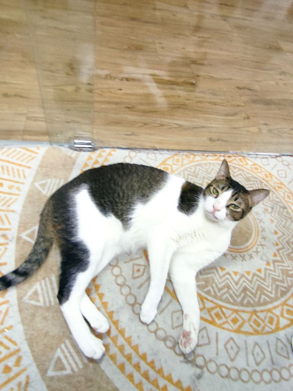 寵物志工服務日 7