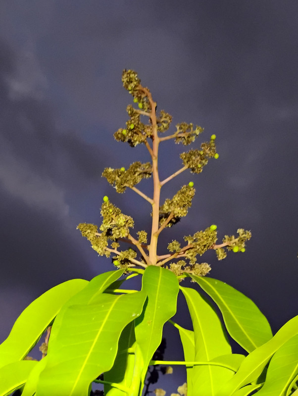 IMG 20260113 181300407 2