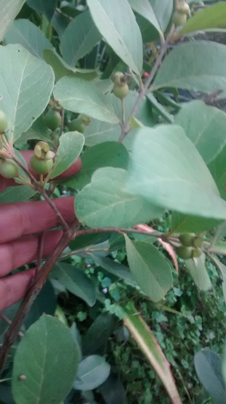 IMG_20151129_170112910