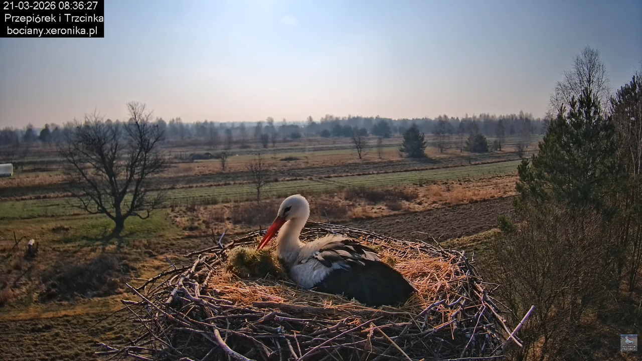 21032026bociany 14