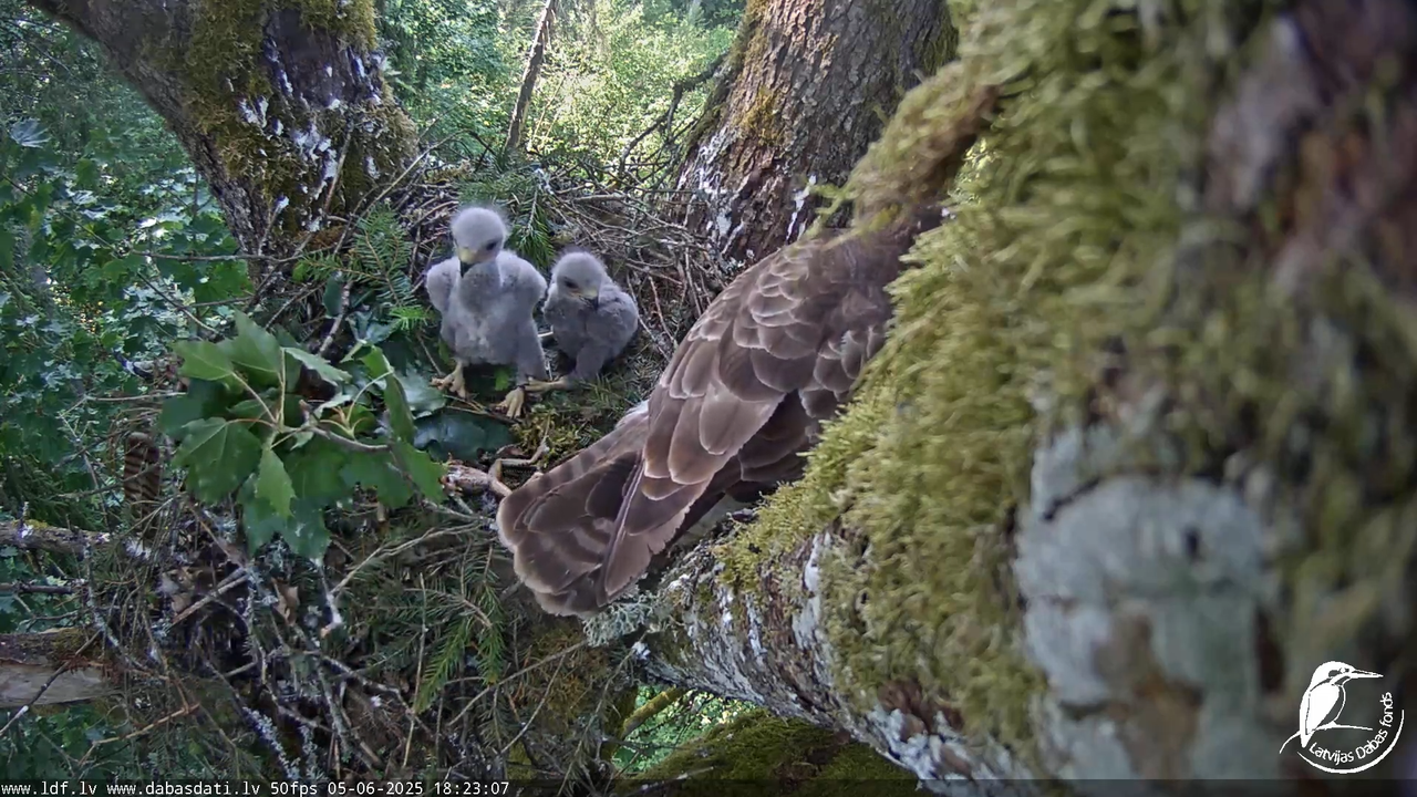 Melnās klijas (Milvus migrans) Kurzemē_ peļu klijāni (Buteo buteo) 15-40-17 screenshot