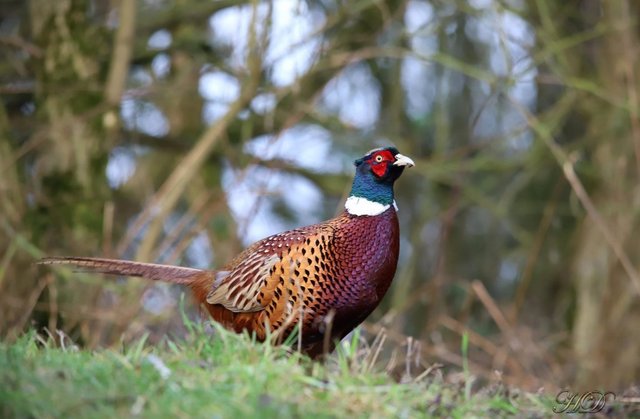 pheasant-HD-copy.jpg