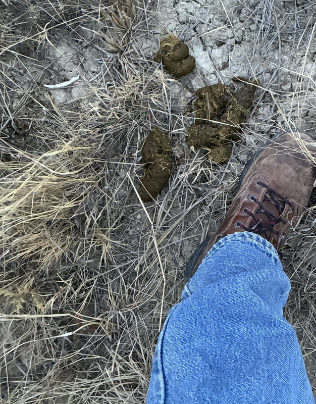 Bear scat