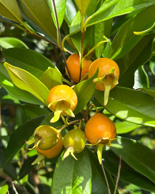 A390A660-2EA0-482B-9E8B-3172AE9DD2CE