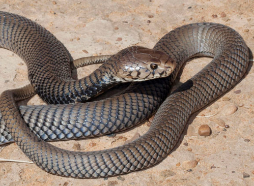 snake-cobra.png