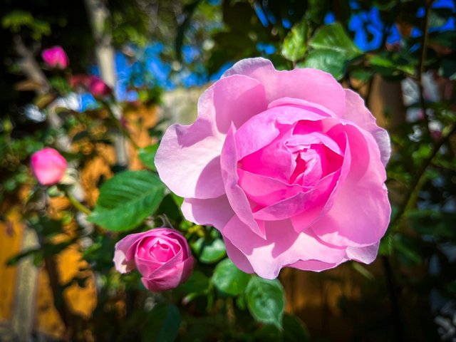 [Image: 3-DE02358-FF09-47-CF-BE80-2503826-EF2-B4.jpg]