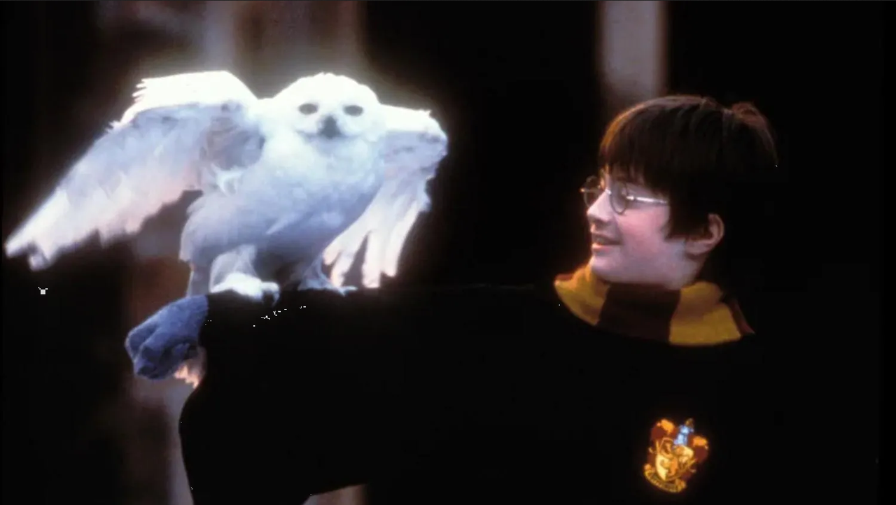 Este niño pudo ser Harry Potter, pero no lo tomaron en cuenta y se traumó