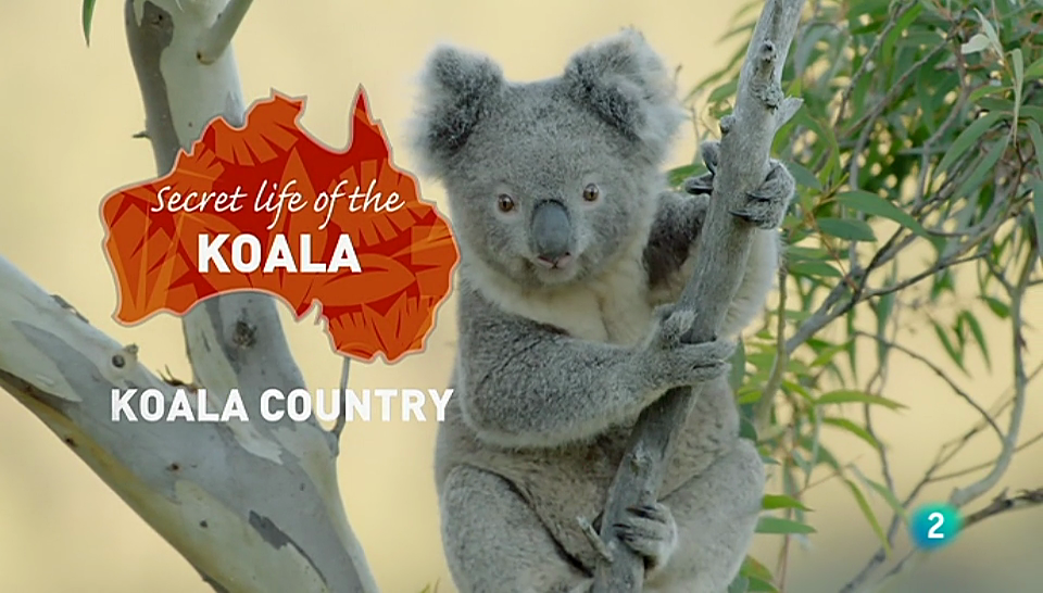 La vida secreta de los koalas | 2016 | WEBDL AAC Español | 