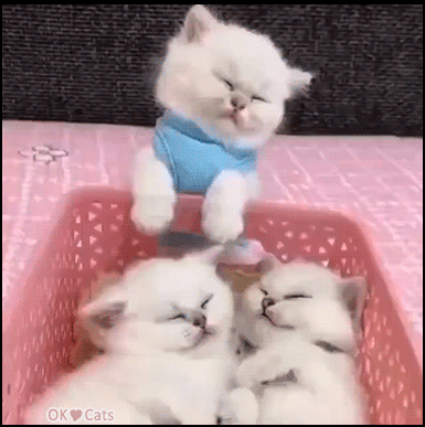 Cute-Kitten-GIF-Adorable-kitty-trying-not-to-fall-asleep-It-s-not-easy-he-s-so-tired-cat-gifs-c.gif