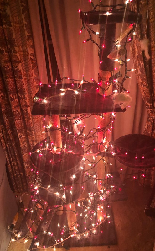 cat-christmas-tree.jpg
