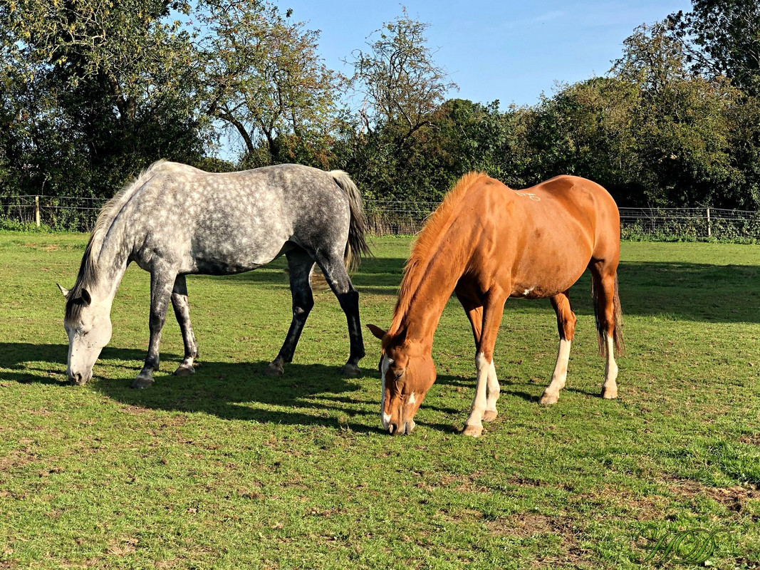 Horse-18-hands-sept-2020-datch-HD.jpg