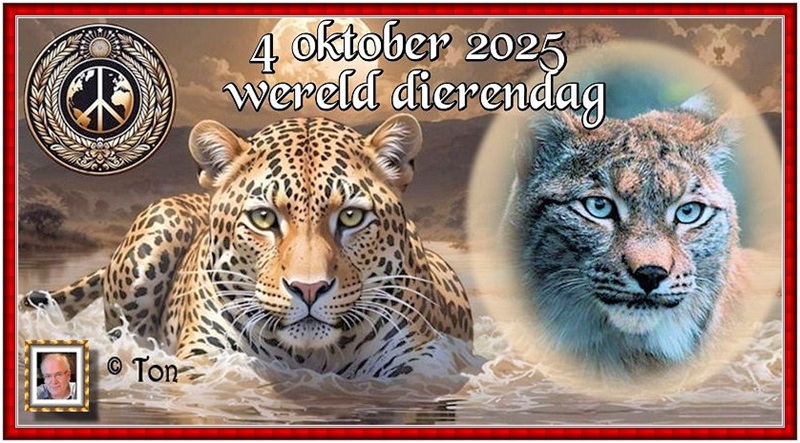 MOOIE-KATER-2