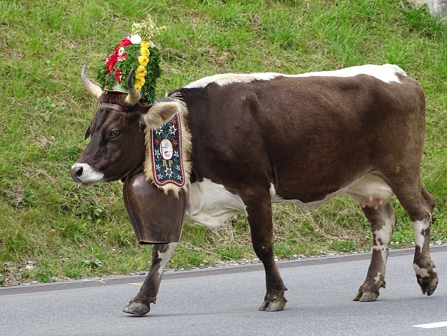 cow-switzerland-alp-output-bell.jpg