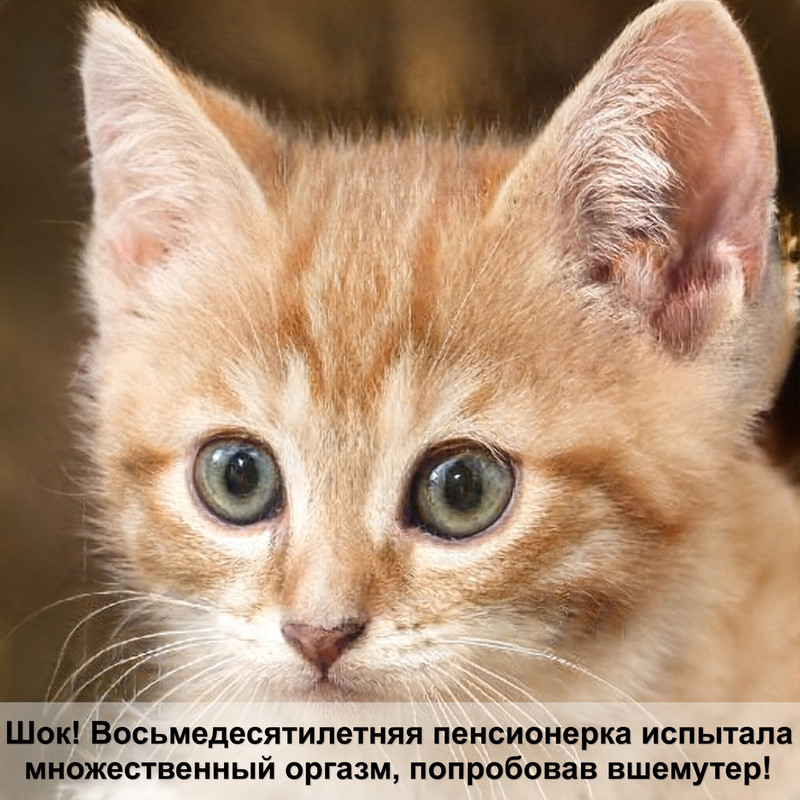 у кошки выпал глист