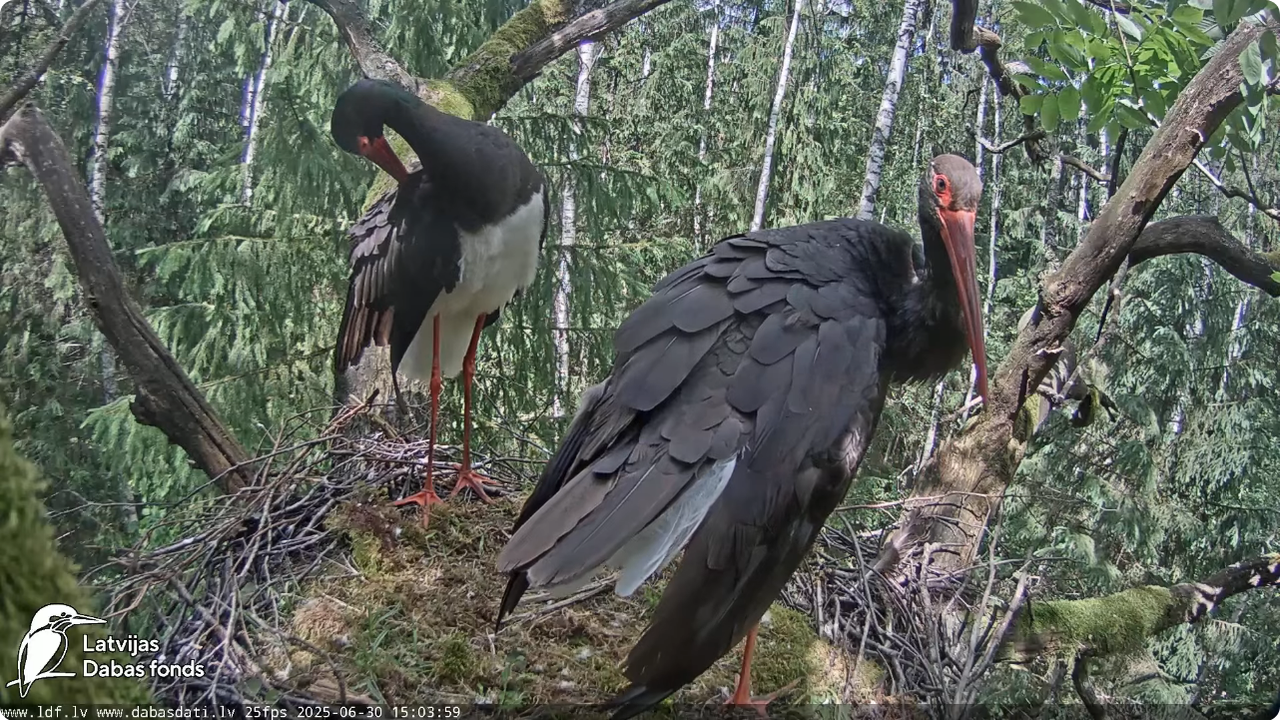Screenshot 2025-06-30 at 20-26-27 Melnais stārķis (Ciconia nigra) Ogres novadā - LDF tiešraide - You