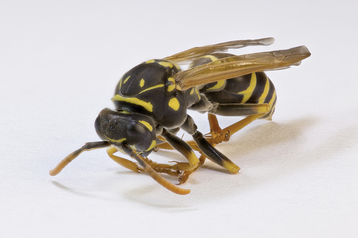 macro - guêpe