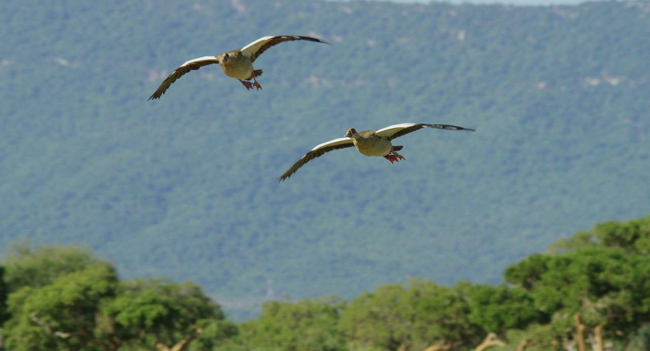 La.Madre.Degli.Elefanti.2019.ITA.ENG.1080p.ATVP.WEB-DLMux.DD5.1.