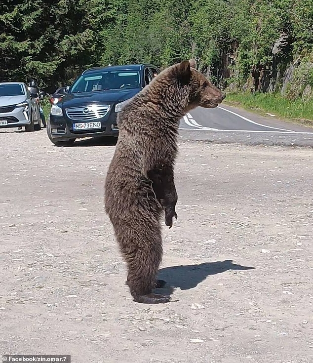 [Image: Bear-standing.jpg]