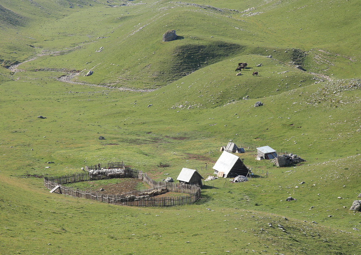 Piva 3