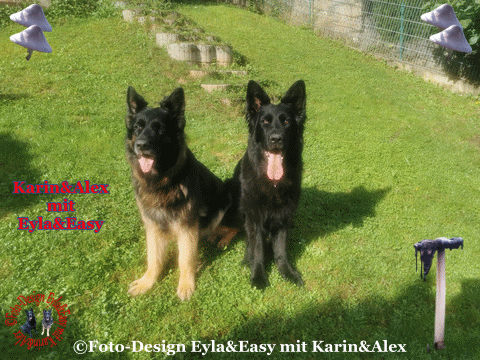 An den Beitrag angehängtes Bild: https://i.postimg.cc/pVwff73L/Herbstgr-e-im-Oktober-25-10-2024.gif