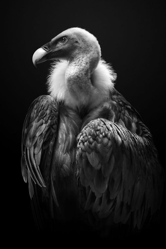 blacknwhite-vulture-new.jpg
