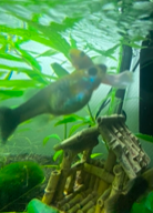 guppy