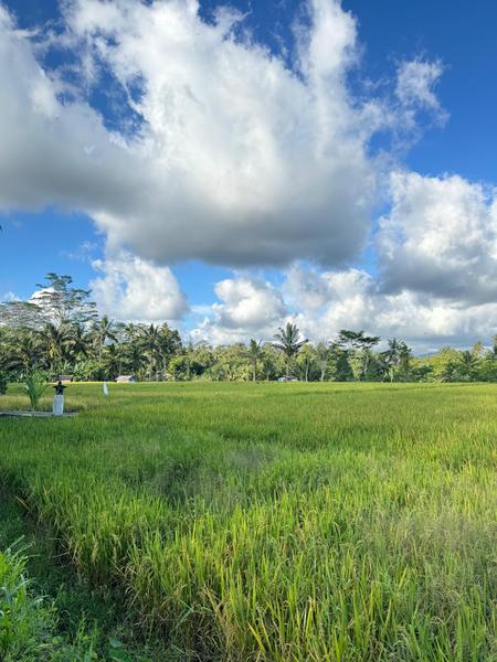 6 Aviones, 3 barcos y 2 trenes, empezando en Estambul y terminando Kuala Lump - Blogs de Indonesia - TERCERA PARADA: BALI (107)