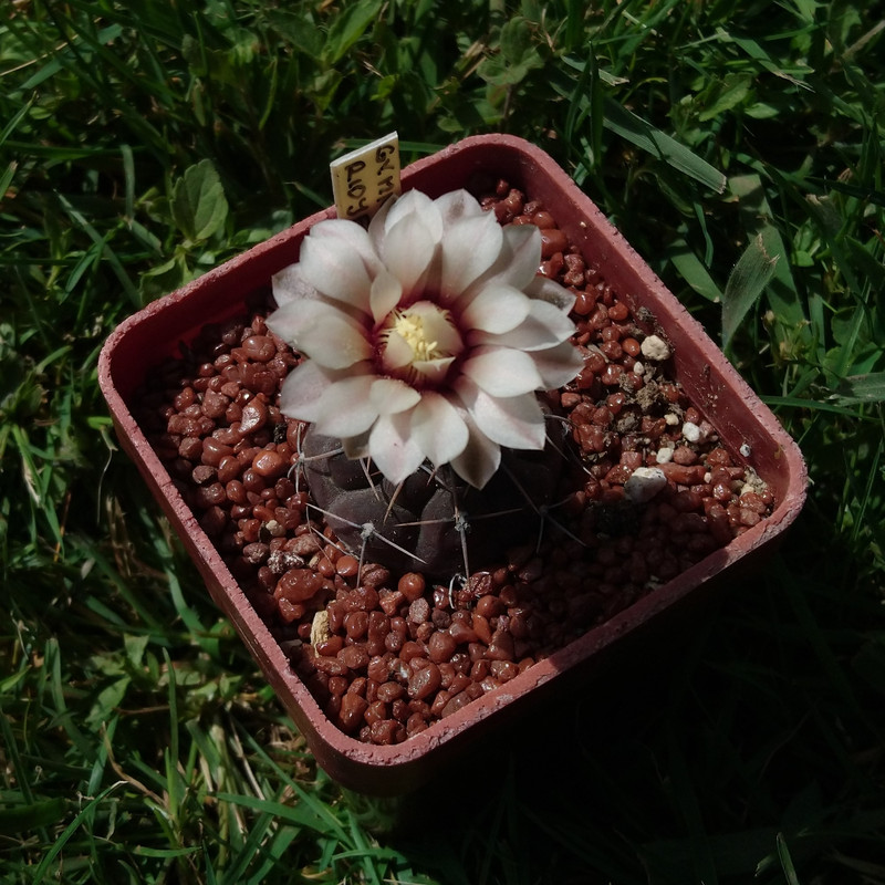 Gymnocalycium bodenbenderianum (riojense) CH 1403a nr 4
