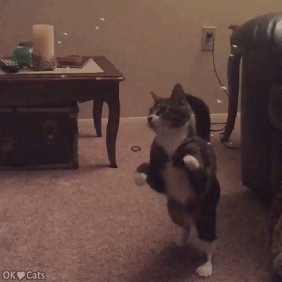 Funny-Cat-GIF-Funny-cat-chasing-falling-bubbles-in-slow-motion-Very-relaxing-cat-GIF-cat-gifs-c.gif